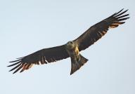 01 June 2024, Brandenburg, Seelow: A black kite or black kite (Milvus migrans). Photo: Patrick Pleul/dpa