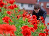 02 June 2024, Saxony-Anhalt, Silstedt: Bright red poppies bloom in a cornfield in Silstedt. After a drop in temperatures on Sunday, temperatures are set to rise again in the coming week. The sun is also likely to appear more frequently again. Photo: Matthias Bein/dpa
