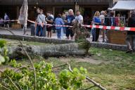 02 June 2024, Berlin: A fallen tree lies in Mauerpark. In the late afternoon, the tree fell on people sitting underneath. Three of them were injured. The cause is not yet known. Photo: Jörg Carstensen/dpa