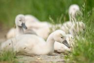 03 June 2024, Hesse, Rüsselsheim: Swan chicks sitting in a meadow near the Main. Photo: Silas Stein/dpa