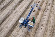 03 June 2024, Saxony-Anhalt, Stendal: An employee from the "Stendaler Scheunenladen" goes through the rows with an asparagus spider and pricks asparagus. The asparagus harvest is about to end in the fields of the farm. The last asparagus of the 2024 season will be harvested this week. The harvest began on April 15. It is said to have been a little too wet at the beginning, but all in all the yield and quality of the asparagus was good. Photo: Klaus-Dietmar Gabbert/dpa