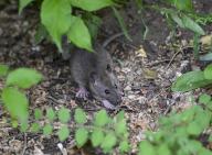 PRODUCTION - 03 June 2024, Berlin: A rat in a front garden in Moabit. Photo: Jens Kalaene/dpa