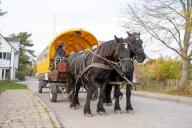 27 October 2022, Mecklenburg-Western Pomerania, Vitte: By carriage instead of bus - Corona provides a rather unusual substitute transport on the island of Hiddensee. Because all bus drivers are sick, they have set up a horse replacement transport, said on Thursday the mayor Gens. It takes a little longer, but is a nice alternative for the car-free island. Photo: Stefan Sauer/dpa