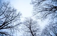 29 January 2023, Schleswig-Holstein, Bad Bramstedt: Bare trees stand out against a gray sky. Photo: Daniel Bockwoldt\/dpa