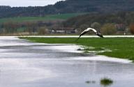 02 April 2023, Bavaria, Hemmendorf: A stork takes off over a meadow flooded by high water. In the Itzgrund, meadows and roads are flooded. The rainfall of the past few days is slowly decreasing in the Free State - but snowflakes are expected again at the beginning of the week. Photo: Pia Bayer\/dpa