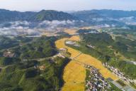 An aerial view of the golden wheat land ready for harvest between hills in Hangzhou in east China