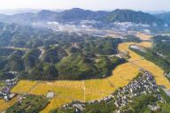 An aerial view of the golden wheat land ready for harvest between hills in Hangzhou in east China