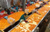 Workers sort carrots fresh from the harvest in a co-operative in Laixi city in east China