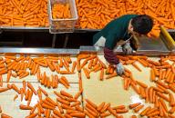 A worker sorts carrots fresh from the harvest in a co-operative in Laixi city in east China