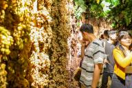 A tourist looks at a wall of raisins in the Grand Bazaar in Urumqi in northwest China