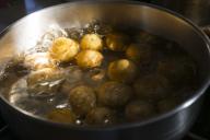 Stainless steel pot with small yellow Yukon potatoes boiling in water in golden, late afternoon sunlight