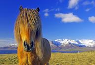 Brown Icelandic horse, mane hanging down into the face, snow-capped mountains in the background, Skagarfjördur, Höfsos, Scandinavia, Iceland