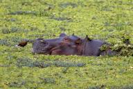 Hippopotamus (Hippopotamus amphibius), adult, swimming in water cabbage (Pistia stratiotes), South Luangwa, Zambia