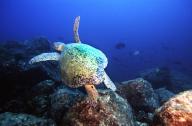 Caribbean, Green turtle, Central