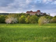 View of Creutzburg Castle in the last evening light, green meadow and blossoming fruit trees, Creuzburg, Thuringia, Germany