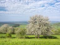 Blossoming cherry trees in the Thuringian Rhön in spring, typical landscape at Gebaberg, Hohe Geba, Vordere Rhön, Meiningen, Rhön, Thuringia, Germany