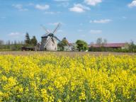 Rape field in bloom and Erna mill, windmill, tower windmill, Immenrode, Thuringia, Germany