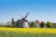 Rape field in bloom and Erna mill, windmill, tower windmill, Immenrode, Thuringia, Germany