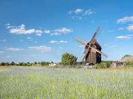 Grain field with cornflowers and mill, windmill, Bockwindmühle, Tiefensee, Saxony, Germany