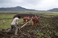 Farmer, man, ploughing a field, ox, Korem, Tigray state, Ethiopia. Korem and its surroundings became famous during the 1984-1985 famine as the worst hit place. Out of the 1.000.000 victims, 100.000 died in this