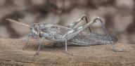 Vagrant Grasshopper or Gray Bird Grasshopper, Schistocerca