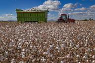Pima Cotton Ready for Harvest, Farming, Marana