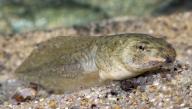 The tadpole is the wholly aquatic larval stage in the life cycle of an amphibian, American Bullfrog Tadpole (Rana catesbeiana