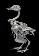 Common Rock Pigeon Skeleton, Columba