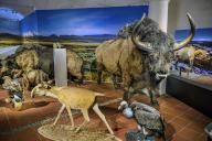 Saiga and steppe bison (Bison priscus), and other Ice Age animals, exhibition Ice Age Safari Allgäu in the Marstall, Kempten, Allgäu. Bavaria, Germany