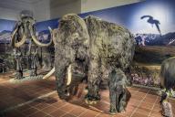 Woolly mammoth (Mammuts primigenius), exhibition Eiszeit Safari Allgäu in the Marstall, Kempten, Allgäu. Bavaria, Germany