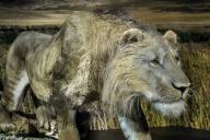 The cave lion (Panthers spelaea), exhibition Eiszeit Safari Allgäu in the Marstall, Kempten, Allgäu. Bavaria, Germany