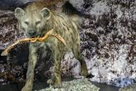 The cave hyena (Crocuta crocuta spelaea), exhibition Eiszeit Safari Allgäu in the Marstall, Kempten, Allgäu. Bavaria, Germany