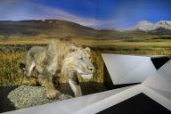 The cave lion (Panthers spelaea), exhibition Eiszeit Safari Allgäu in the Marstall, Kempten, Allgäu. Bavaria, Germany