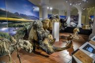 Woolly rhinoceros (Coelodonta antiquitatis) . with skeleton and other Ice Age animals, Ice Age Safari Allgäu exhibition in the Marstall, Kempten, Allgäu. Bavaria, Germany