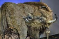 European bison (Bison bonasus), exhibition Eiszeit Safari Allgäu in the Marstall, Kempten, Allgäu. Bavaria, Germany