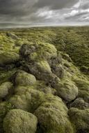 Ancient Lava Field Covered with Moss, Southern Coast of