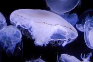 Common Jellyfish, Aurelia aurita, Moon Jellyfish, Moon Jelly or Saucer