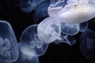 Common Jellyfish, Aurelia aurita, Moon Jellyfish, Moon Jelly or Saucer