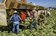 Migrant Laborers Picking Lettuce, cheap worker, San Jaquin Valley, California, USA, North