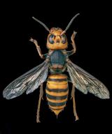 Asian Giant Hornet, Japanese giant hornet, also Murder Hornet (Vespa mandarinia