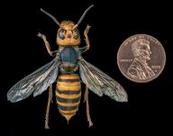 Asian Giant Hornet, Japanese giant hornet, also Murder Hornet (Vespa mandarinia