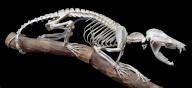 Common Opossum Skeleton, also called the North American opossum or Gambá (Didelphis virginiana