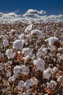 Pima Cotton Ready for Harvest, Farming, Marana, Arizona, USA, North