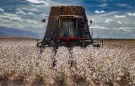 Cotton Harvester, Pima Cotton Ready for Harvest, Farming, Marana, Arizona, USA, North