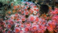 Strawberry Sea Anemones, Corynactis californica