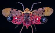 Penthicodes atomaria is a species of Lanternfly belonging to the family