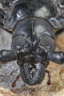 Palo Verde Root Borer, also Palo Verde Beetle, Derobrachus geminatus and Derobrachus