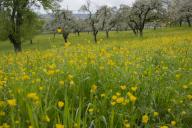 Orchard meadow with flowering buttercup (Ranunculus), fruit blossom, fruit tree, Schwäbisch Hall, Schwäbisch-Franconian Forest nature park Park, Hohenlohe, Heilbronn-Franconia, Baden-Württemberg, Germany