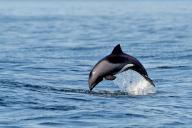Africa, Namibia, Leaping dolphin (Delphinidae), Dolphin, Marine mammal, Namibia