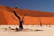 Africa, Namibia, Dead tree in Deadvlei, Deadwood, Deadvlei, Namibia